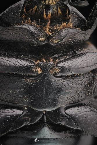 Netocia morio